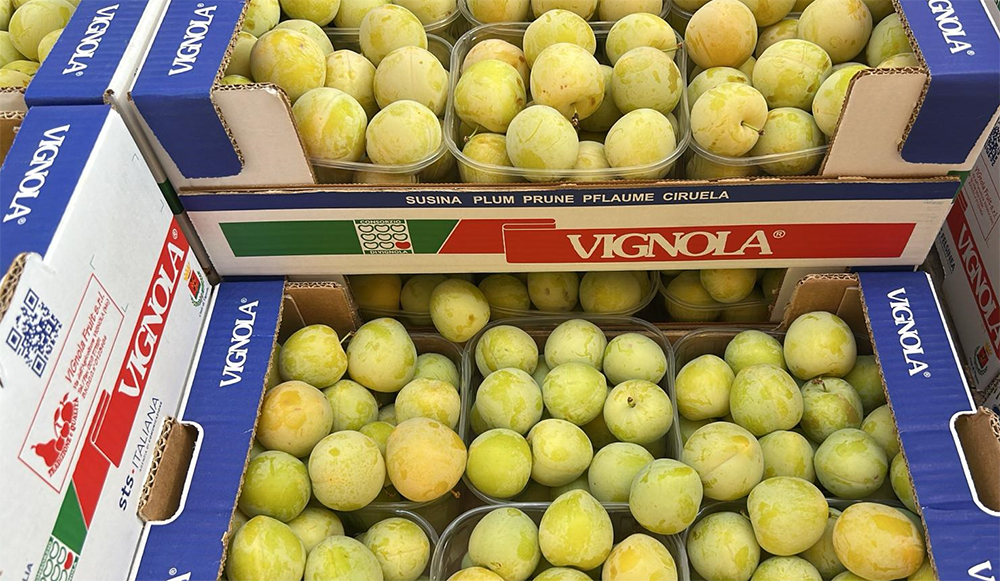 Susine - Vignola - 3,00 euro al chilogrammo